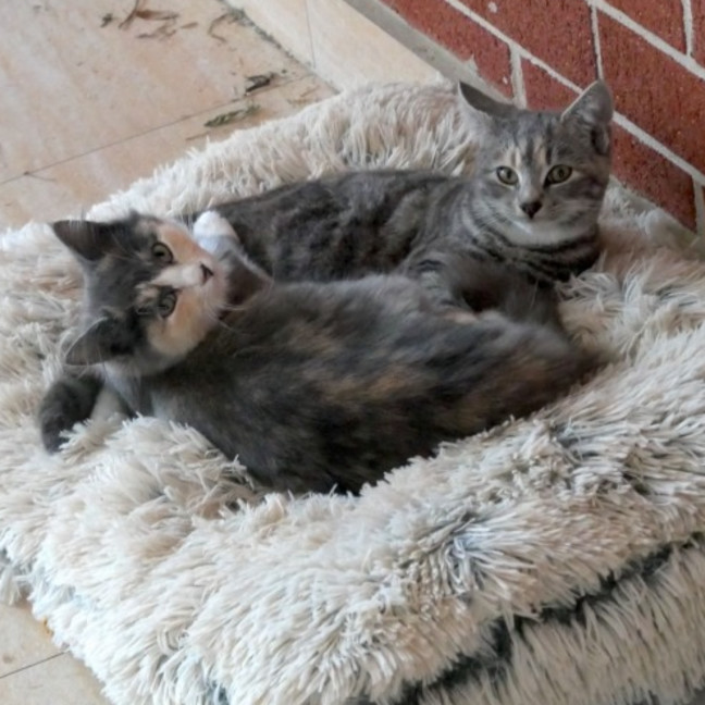 Photo of Chipmunk & Short Socks