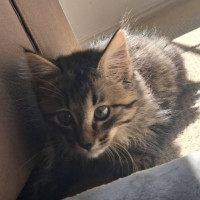 Photo of Wasabi