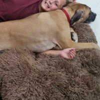Photo of Whippy   5 Month Old Rhodesian Ridgeback X