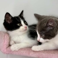 Photo of 🤍 Koa 🤍