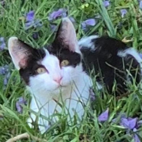 Zorro - Domestic Short Hair (DSH) Cat
