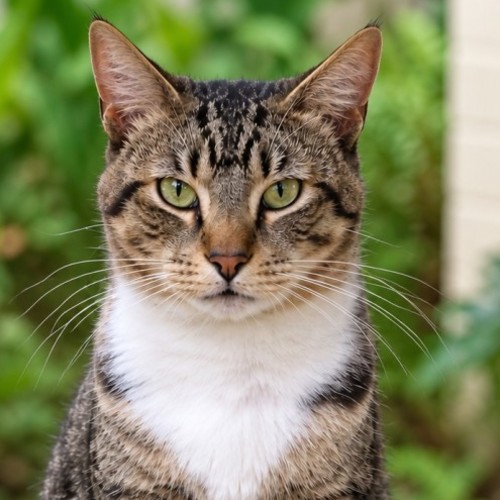 Noah - Domestic Short Hair (DSH) Cat