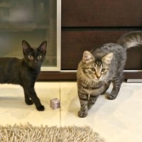 Photo of Miso & Soba