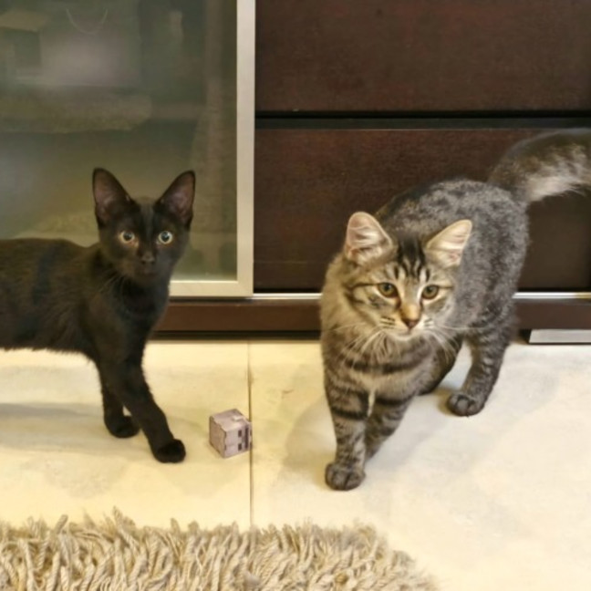 Photo of Miso & Soba