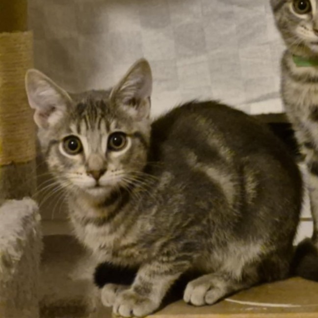 Photo of Miyo **2nd Chance Cat Rescue**