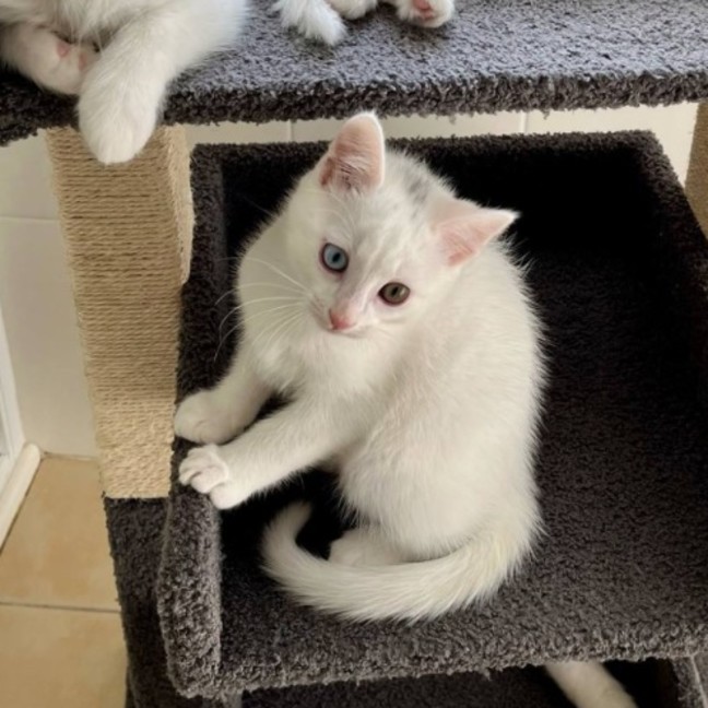 Photo of 💜Greyson 💜