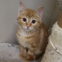 Photo of Wonton