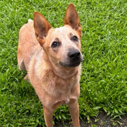 Bingo - Australian Cattle Dog