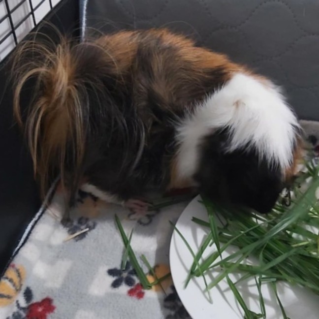 Photo of 🐹Inigo Montoya & Westley🐹 (Located In Mitcham)