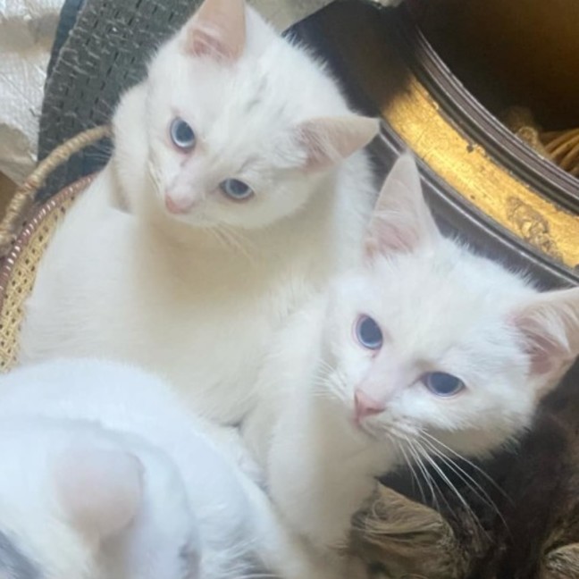 Photo of Samwise Gamgee 👑