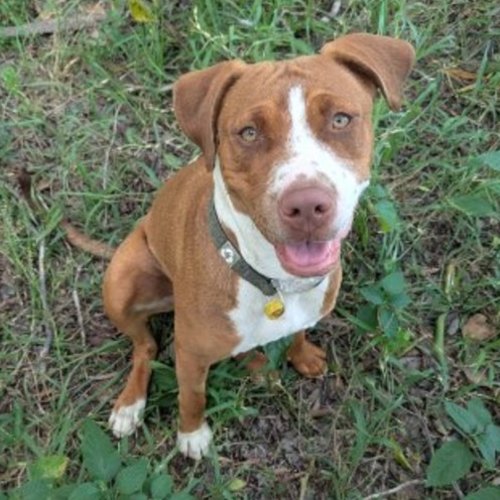 Bianca (AKA Vicki) - Staffordshire Bull Terrier x American Staffordshire Terrier x Mastiff Dog