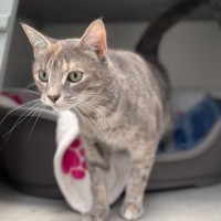 Photo of Bagel