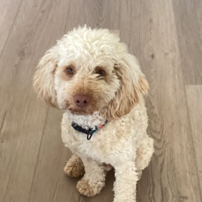 Photo of Georgie