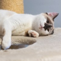 Photo of Willow 😻🌈