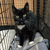 Photo of Cutiepie **2nd Chance Cat Rescue **