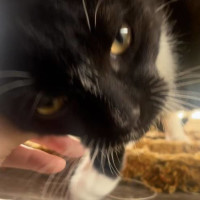Photo of Bandit