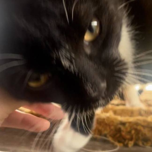 Photo of Bandit