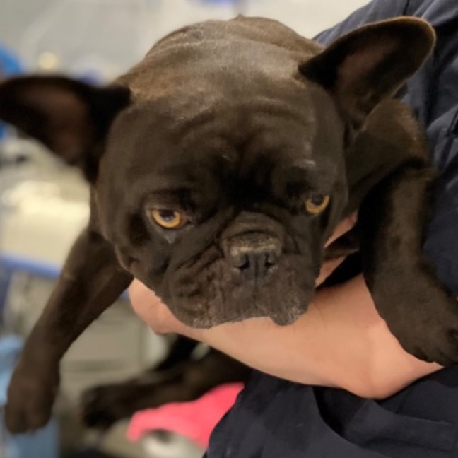 Photo of Stella 