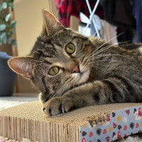 Photo of Tommy