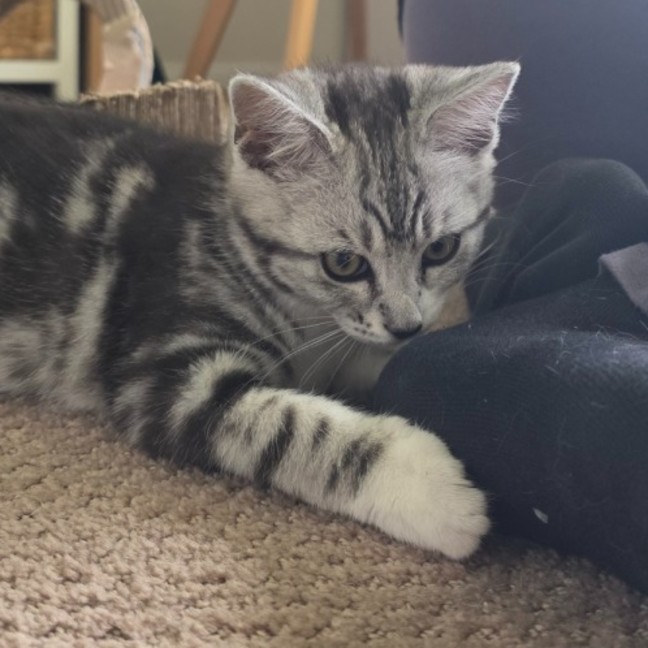 Photo of Ivy