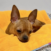 Photo of Brandy