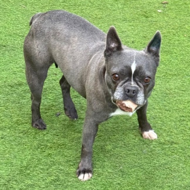 Photo of Indie