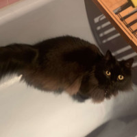 Photo of Ji Ji 🐈‍⬛