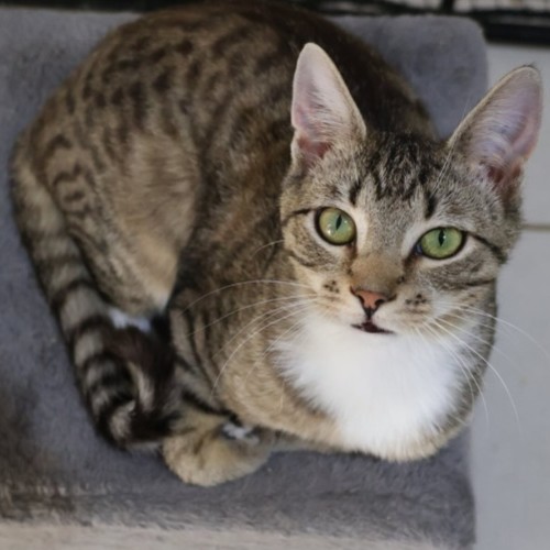 Tanjiro - Domestic Short Hair (DSH) Cat