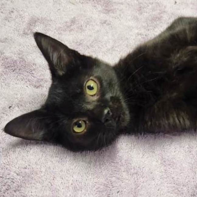Photo of Liquorice