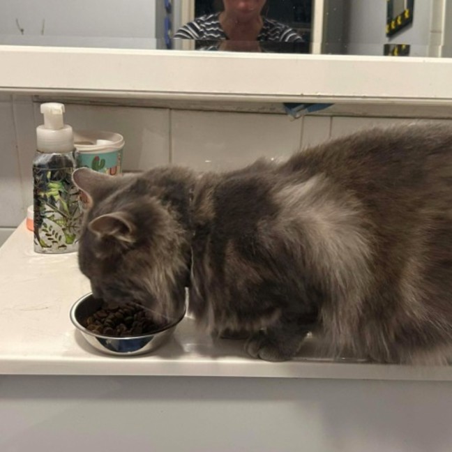 Photo of Bailey And Odin