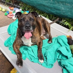 Medium Male American Staffordshire Terrier Mix Dog