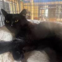 Photo of Banjo