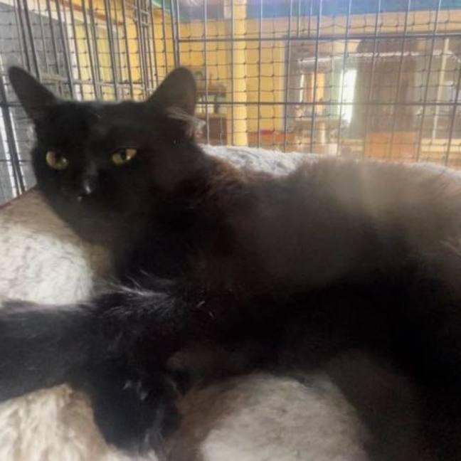 Photo of Banjo