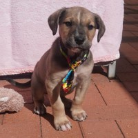 Photo of Pickles