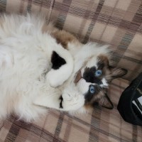 Photo of Smokey