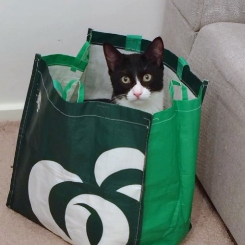 Bristol - Domestic Short Hair (DSH) Cat