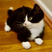 Photo of 🖤 Sylvester 🖤