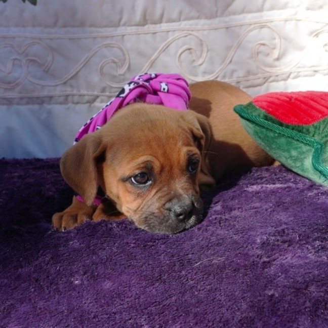 Photo of Buffy