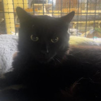 Photo of Banjo