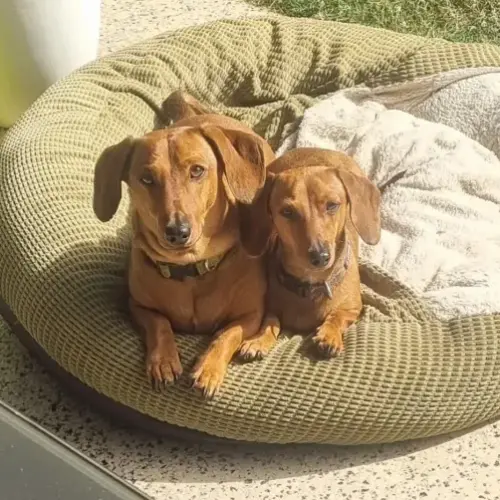 Turbo & Cinch - Dachshund (Miniature Smooth Haired) Dog