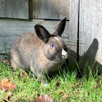 Photo of Bella (Located In Mount Eliza)