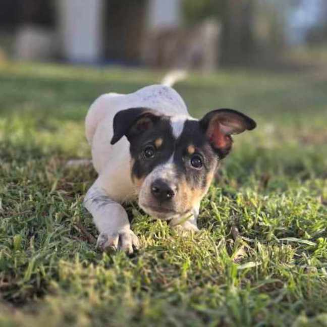 Photo of Mallymkun Mouse