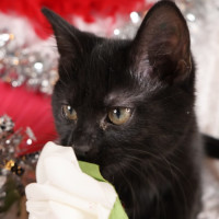 Photo of Nugget