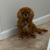 Photo of Daisy