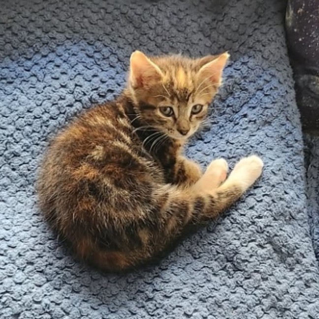 Photo of Svinya & Bubbles