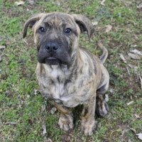 Photo of Rusty