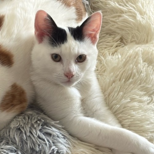 Dudu - Domestic Short Hair (DSH) Cat