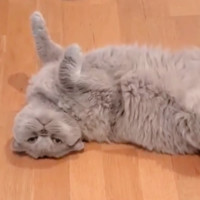 Photo of 🪻Wisteria🪻