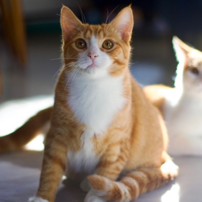 Photo of 💜 Nutmeg 💜