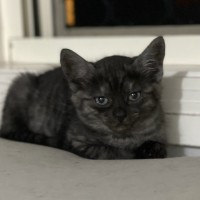 Photo of Pippin